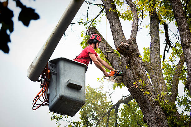 Best Commercial Tree Services  in Naples, FL